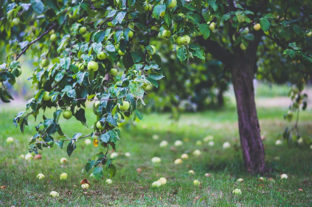Fruitboom appel in de tuin